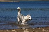 SIBERIAN HUSKY 573